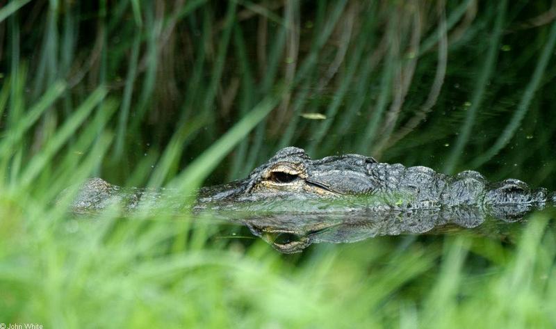 American alligator 1.jpg