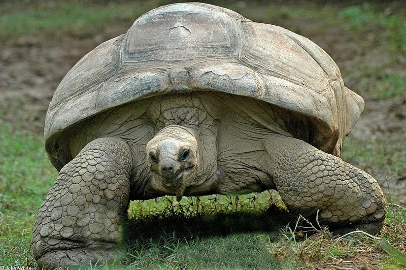 Aldabra Tortoise (Geochelone gigantea).JPG