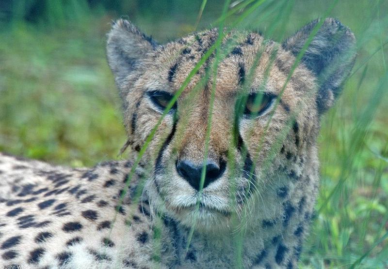 Cheetah.JPG