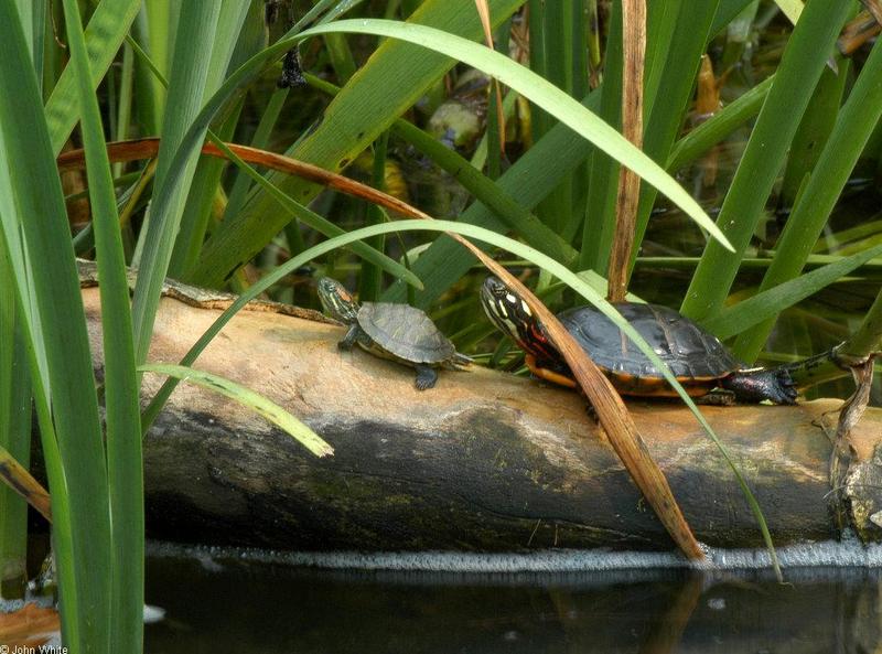 Red-eared Slider (Trachemys scripta elegans) and Eastern Painted Turtle (Chrysemys picta picta)002.JPG