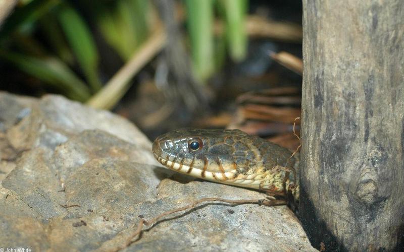 Northern Water Snake (Nerodia sipedon sipedon).jpg