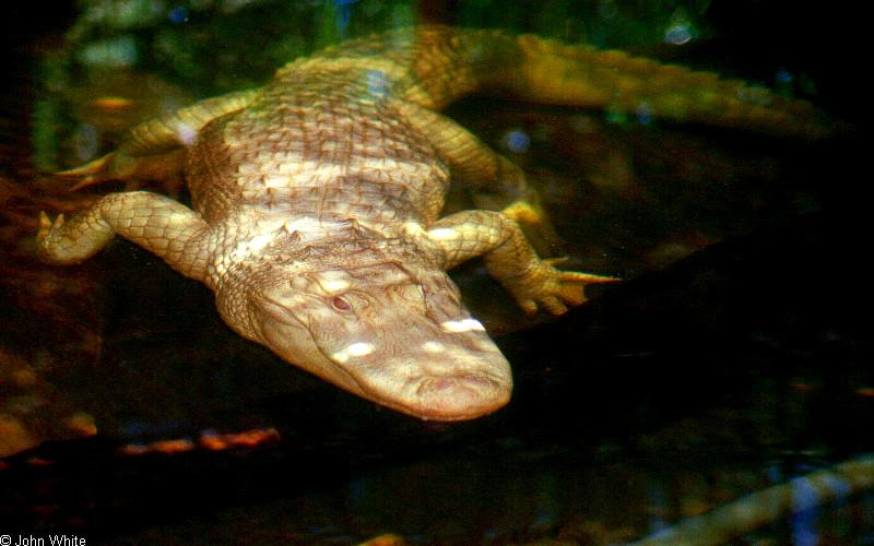 Alligator mississippiensis - Albino0001.jpg