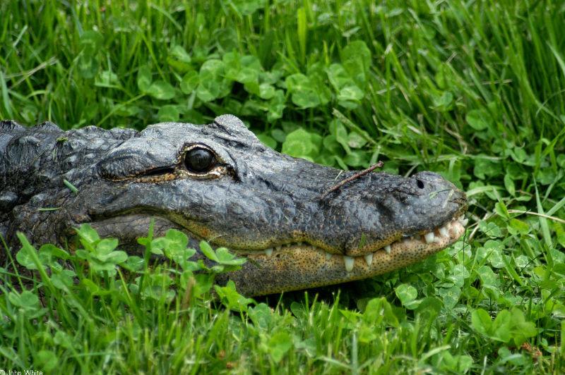 American alligator274 sm.jpg
