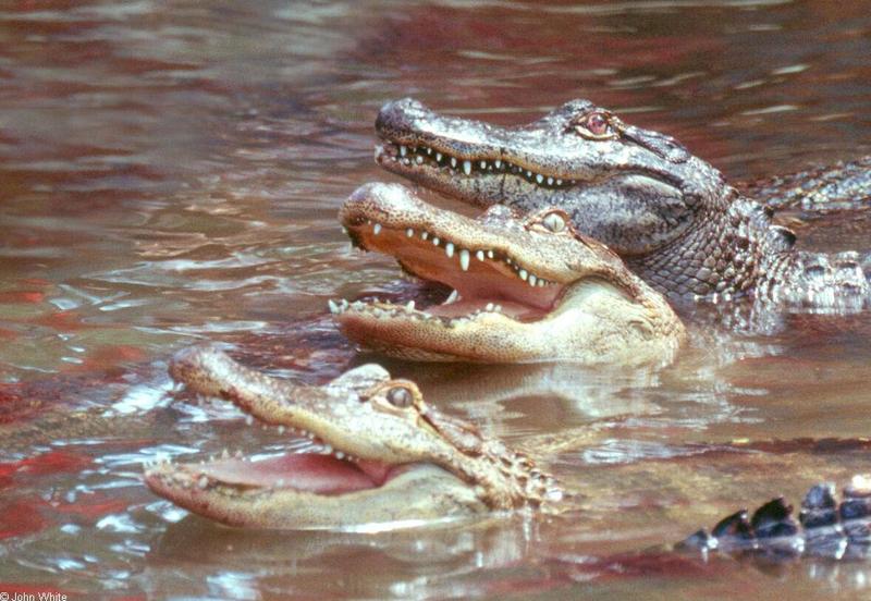 Arkansas Alligators101.jpg