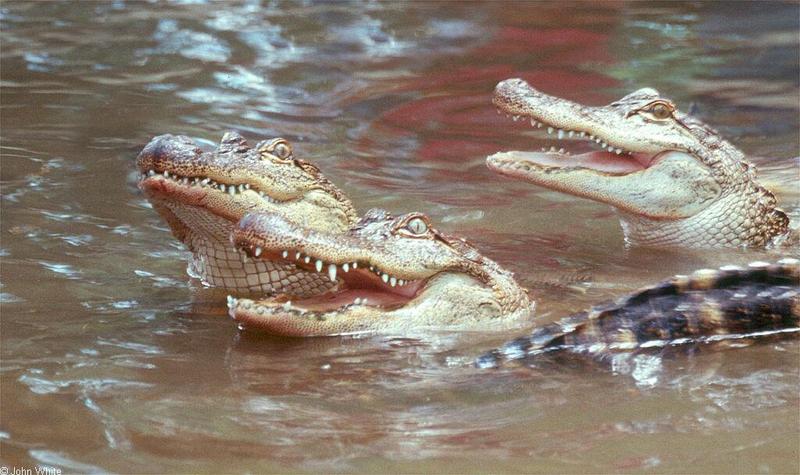 Arkansas Alligators102.jpg