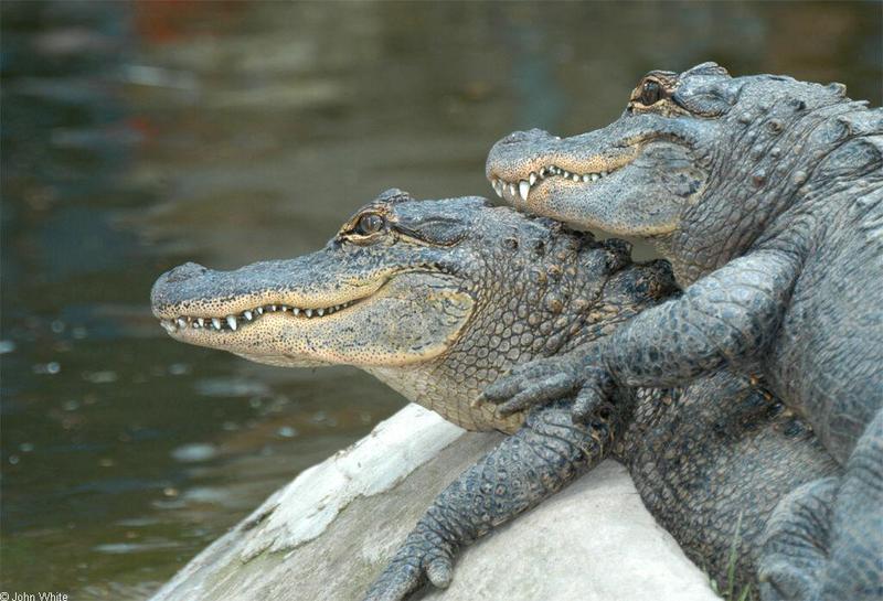 Arkansas alligators030.jpg
