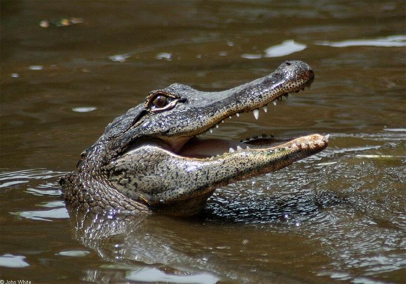 Arkansas alligators021.jpg