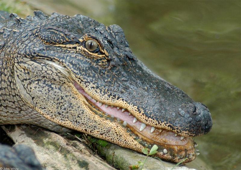 Arkansas alligators028.jpg