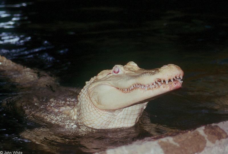 albino American alligator9894.jpg