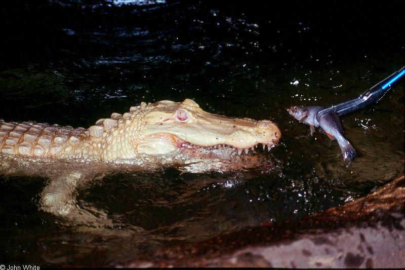 albino American alligator9899.jpg