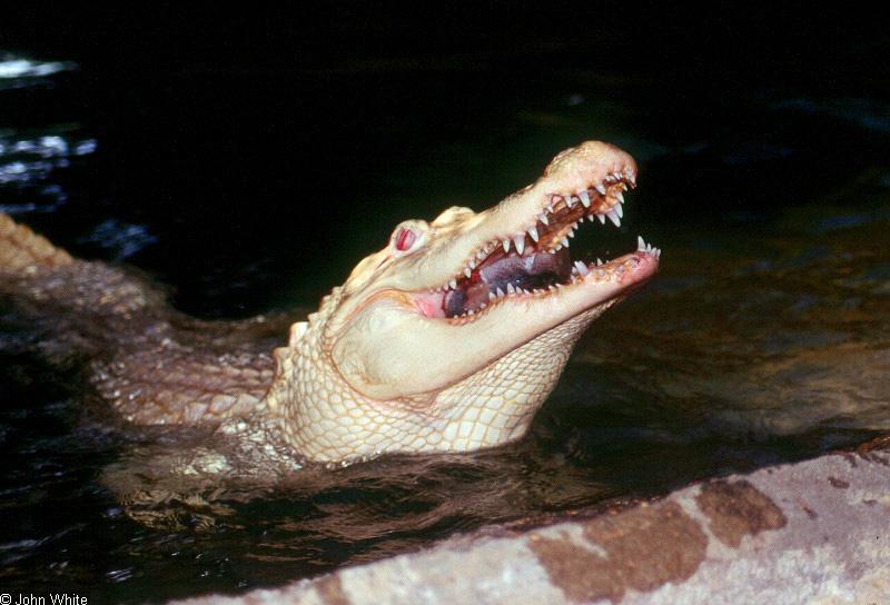 albino American alligator9893.jpg