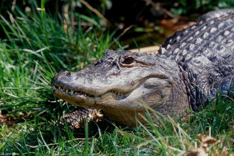 american alligator004.jpg
