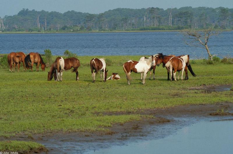 Wild Ponies of Assateague Island, Virginia016.jpg