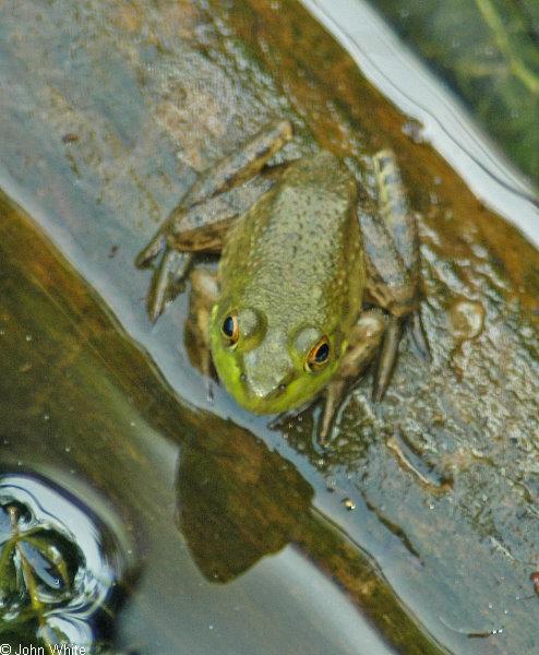 Green Frog (Rana clamitans melanota)017.JPG