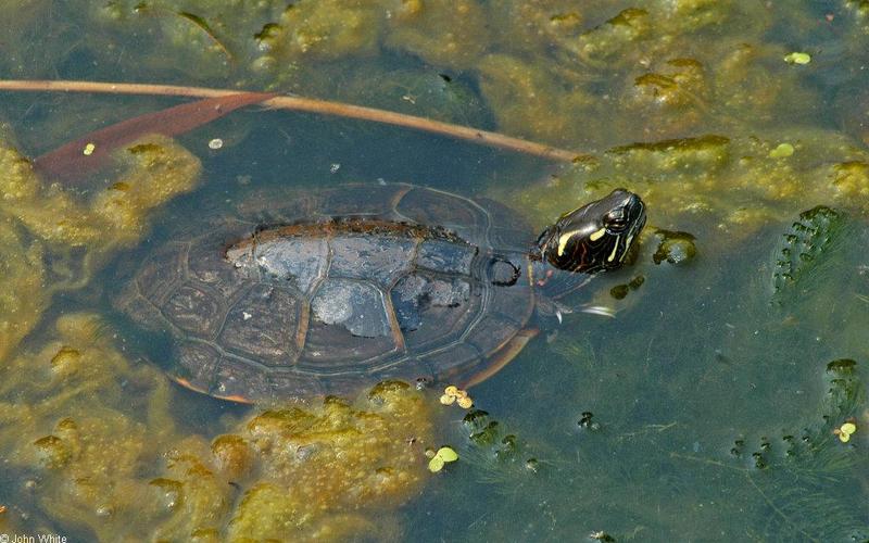 Eastern Painted Turtle (Chrysemys picta picta)084.JPG