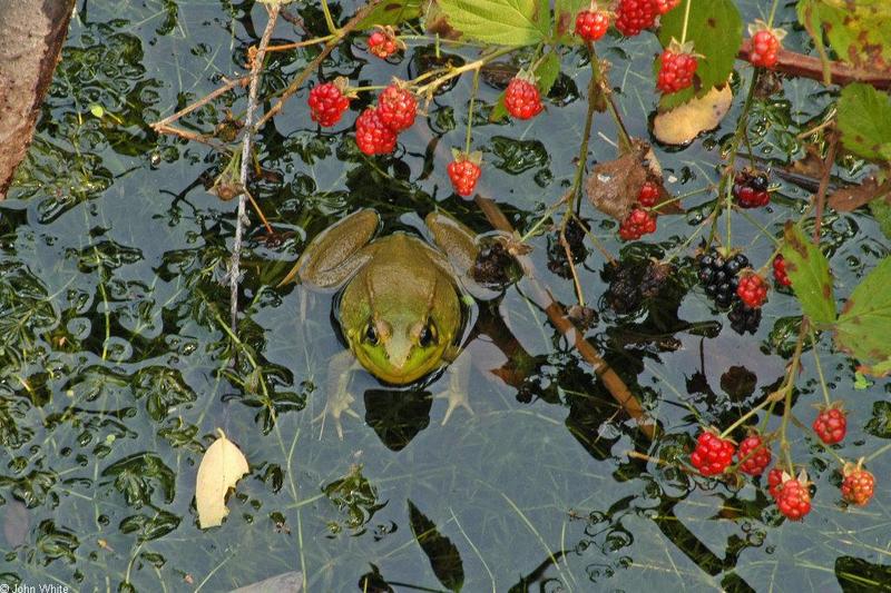 Green Frog (Rana clamitans melanota)051.JPG