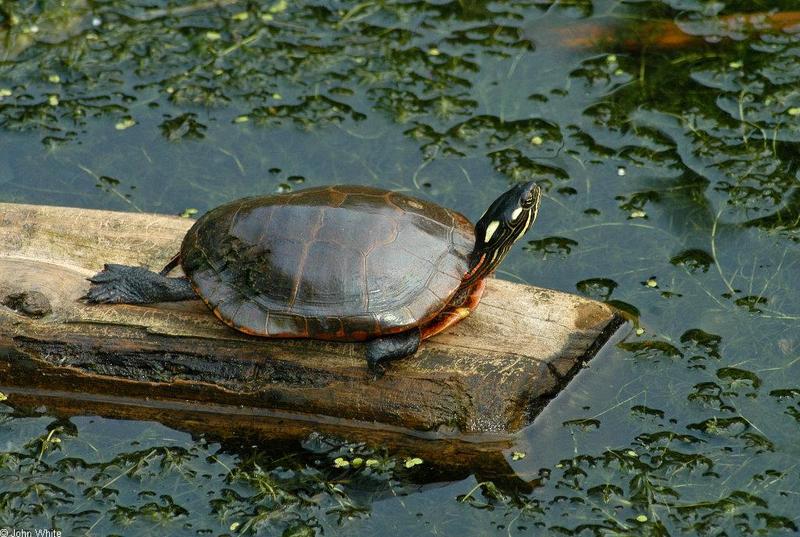 Eastern Painted Turtle (Chrysemys picta picta)031.JPG