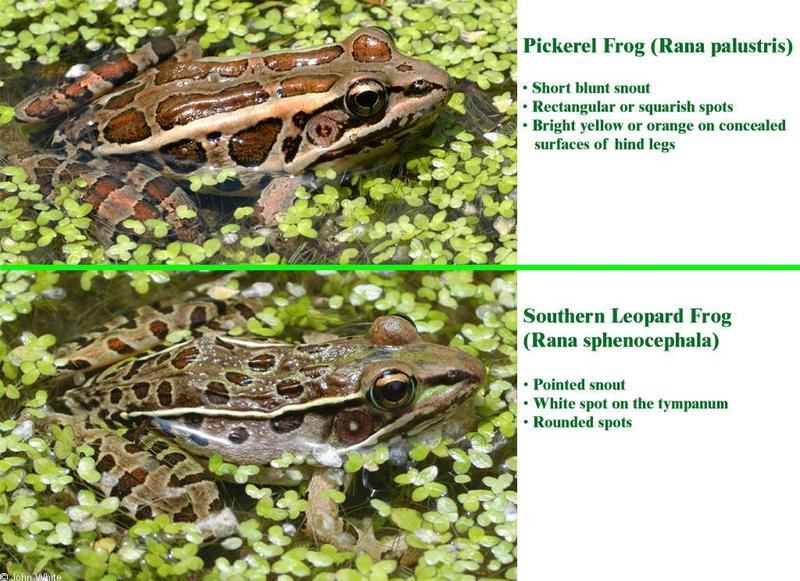pickerel vs leopard.jpg