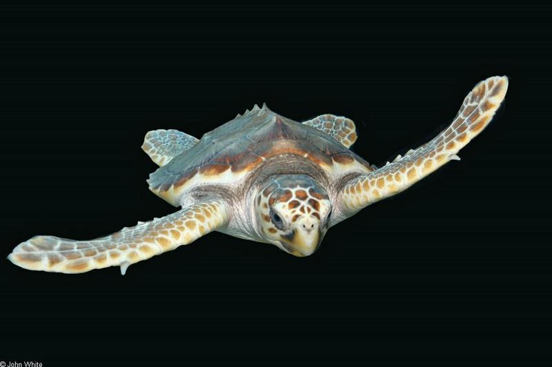 Loggerhead Sea Turtle (Caretta caretta caretta)047.JPG