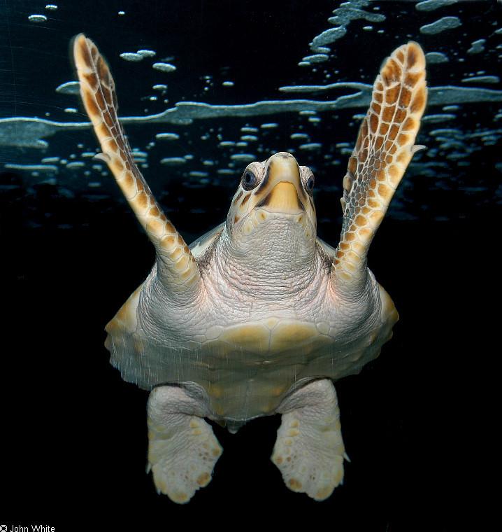Loggerhead Sea Turtle (Caretta caretta caretta)60.jpg