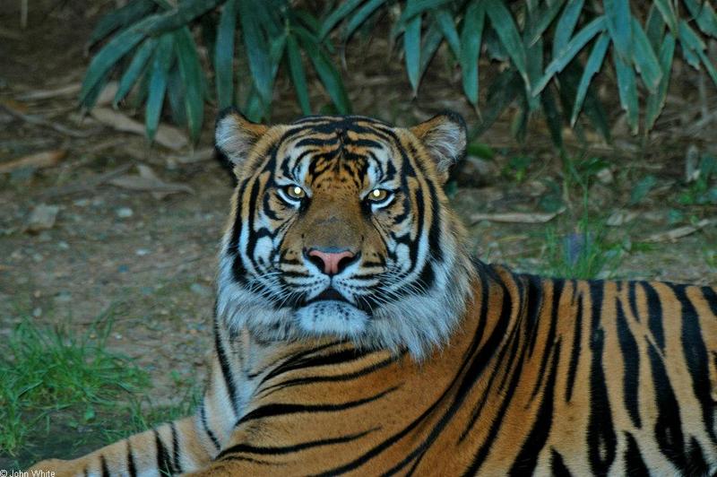 tiger3.jpg