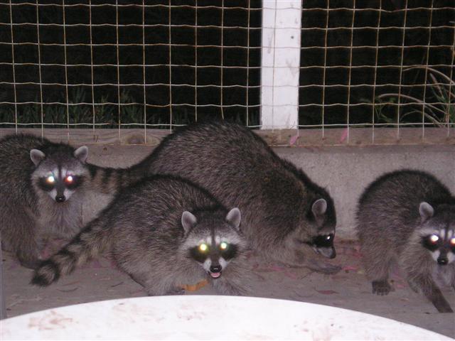 Raccoons.JPG
