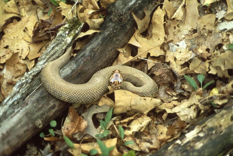 Cottonmouth Snake.jpg
