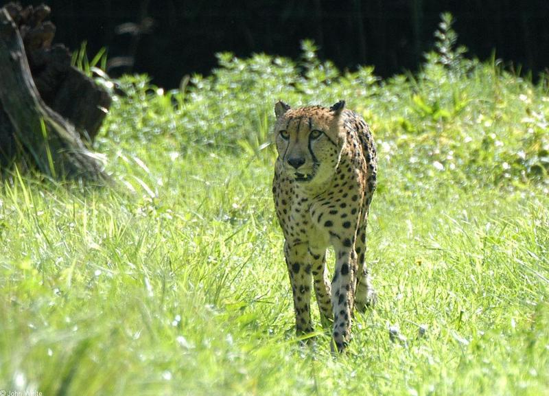 Cheetah (Acinonyx jubatus).jpg