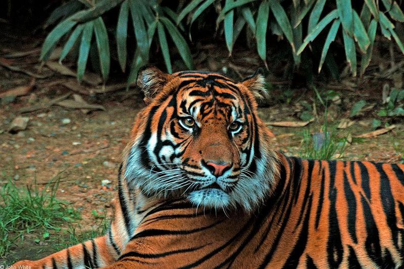Sumatran Tiger (Panthera tigris sumatrae)004.jpg