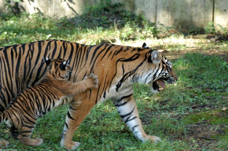 Sumatran Tiger Attack001.JPG