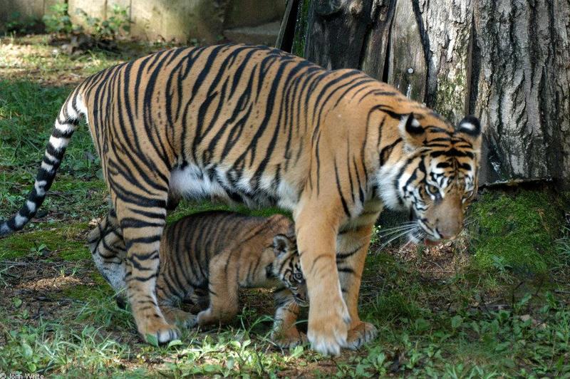 Sumatran Tiger Attack005.JPG