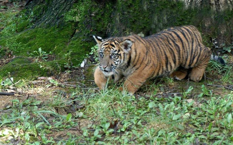 tiger cub 5.jpg