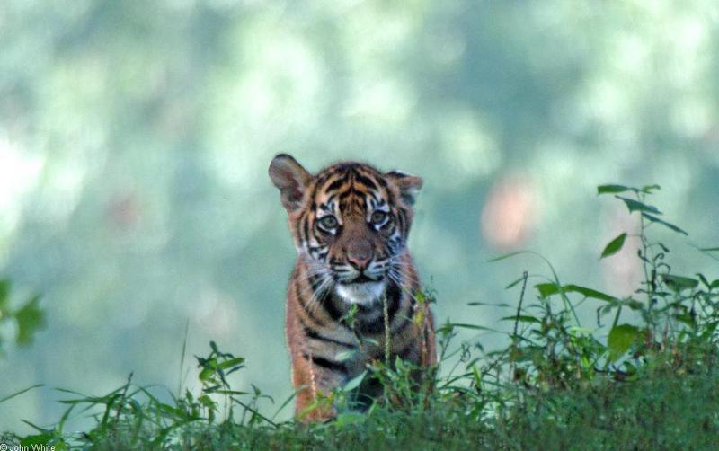 Sumatran Tiger cub502.jpg