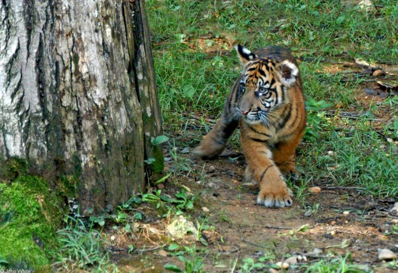 Sumatran Tiger cub503.jpg