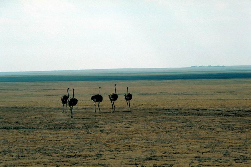 Ostrich(Females).jpg