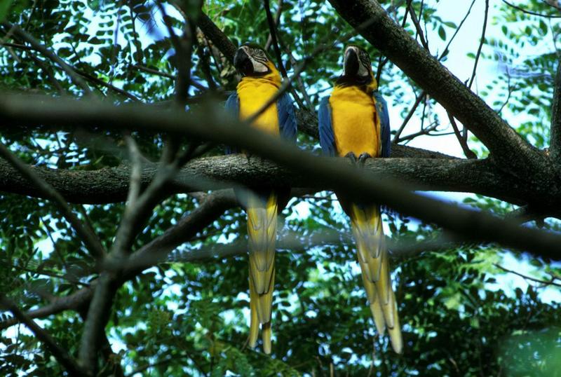 Blue and Yellow Macaws.jpg