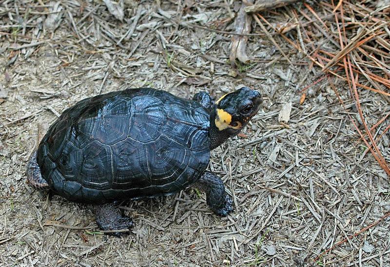 Bog Turtle (Clemmys muhlenbergii)100.jpg
