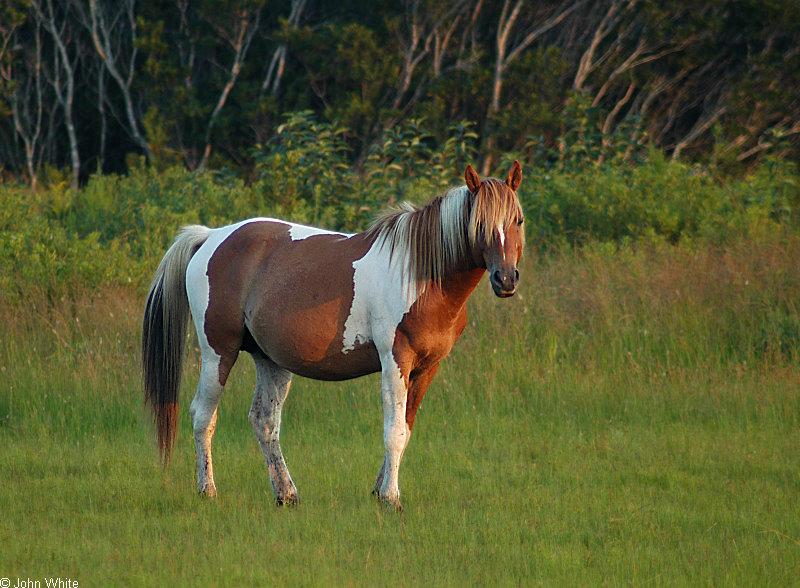 Assateague Pony002b sm.jpg