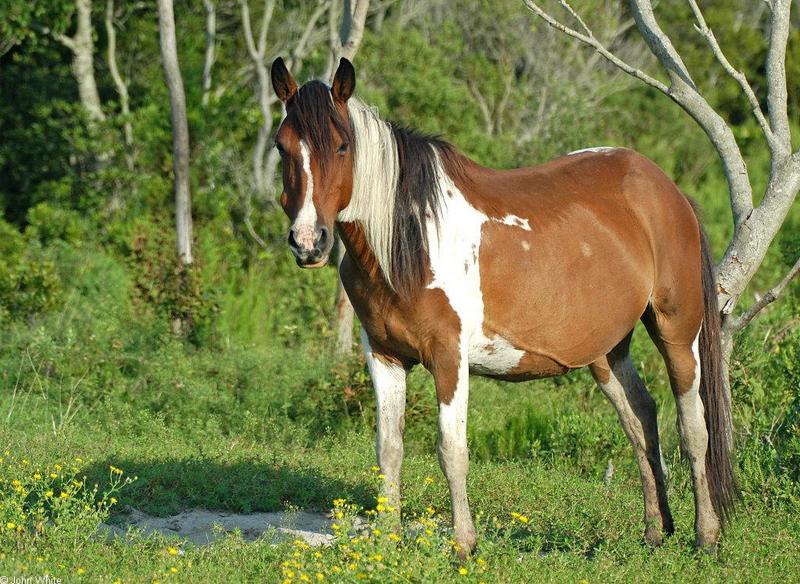 Assateague Pony001.jpg