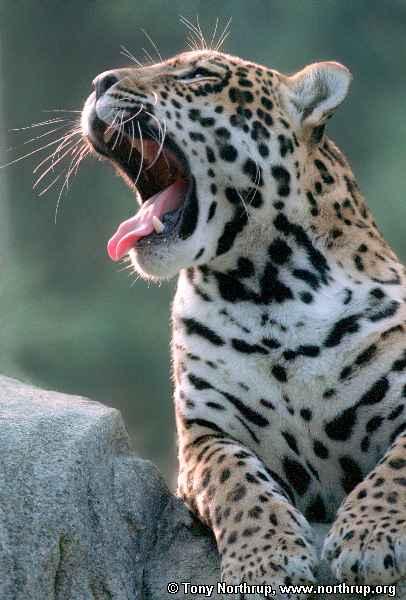 jaguar-yawning.jpg