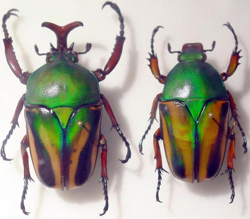 ' Escaravellos01.jpg