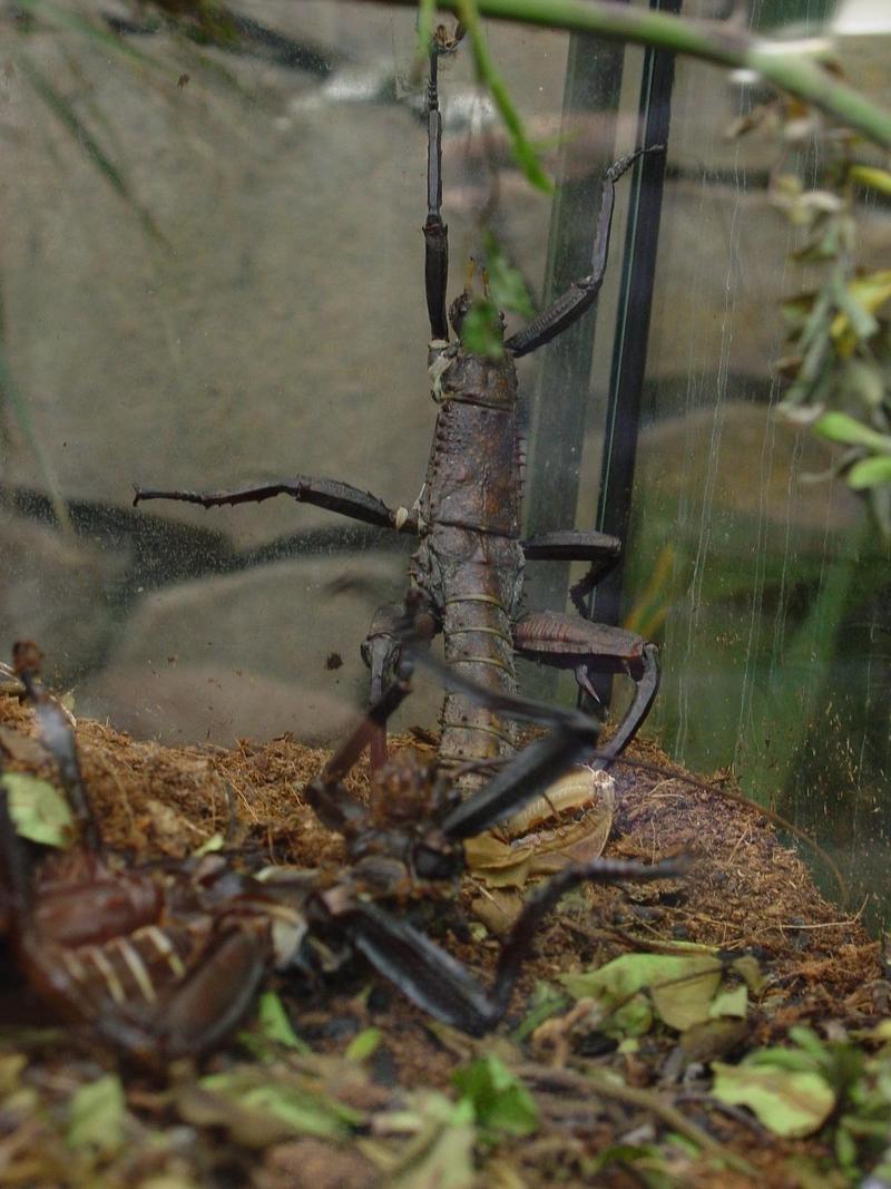 insecto01.jpg