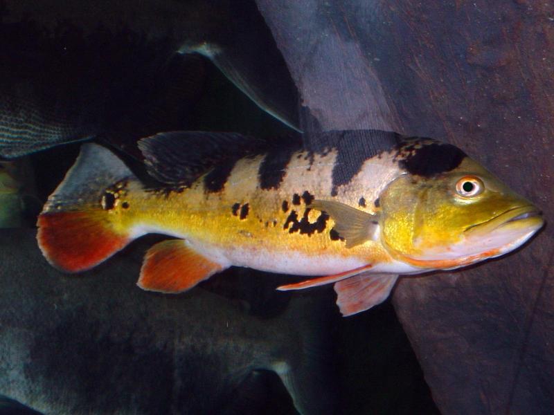 peixe02.jpg