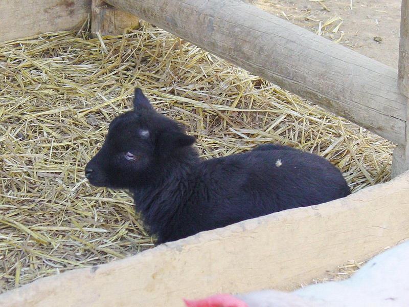 Cabrito01.jpg