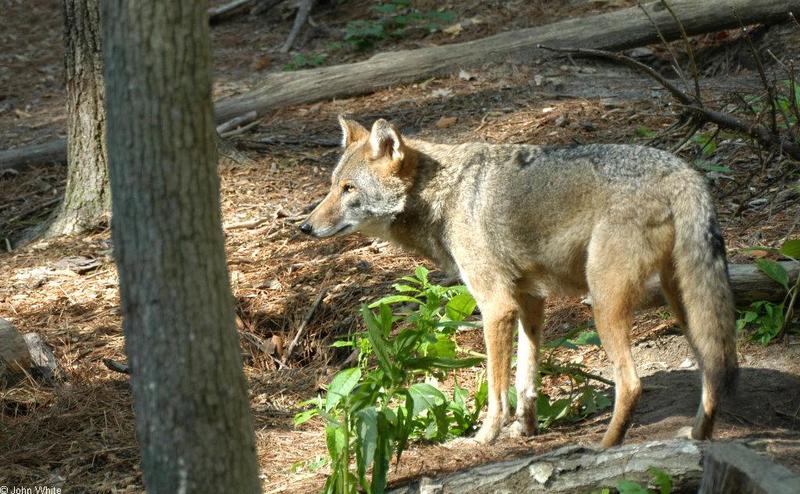 Coyote (Canis latrans)100.jpg