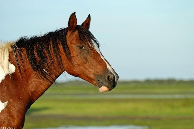 Assateague Pony032.JPG