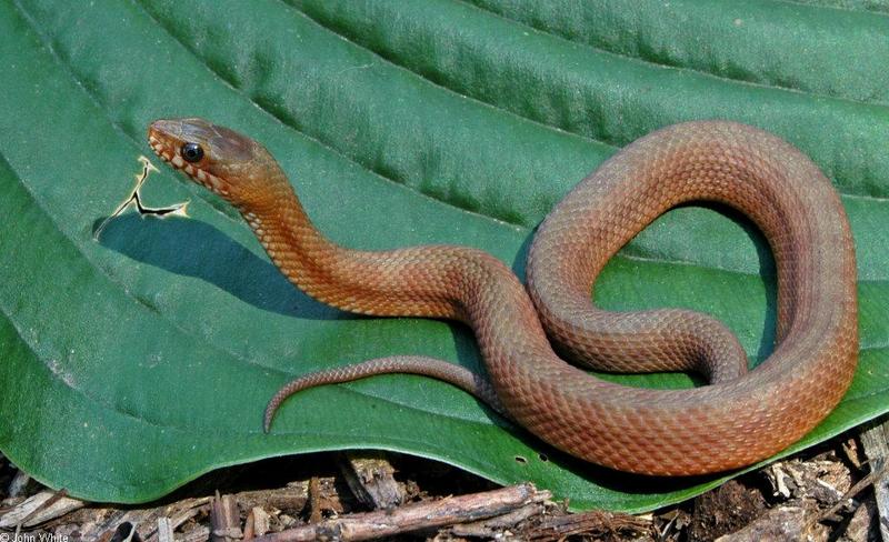 Mangrove Salt Marsh Snake (Nerodia clarkii compressicauda)032.JPG