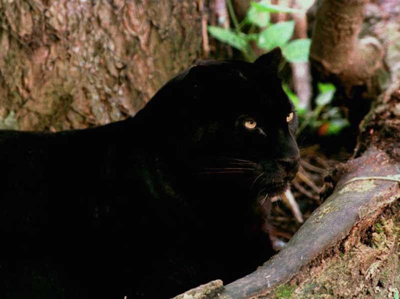 1ws- Black Panther.jpg