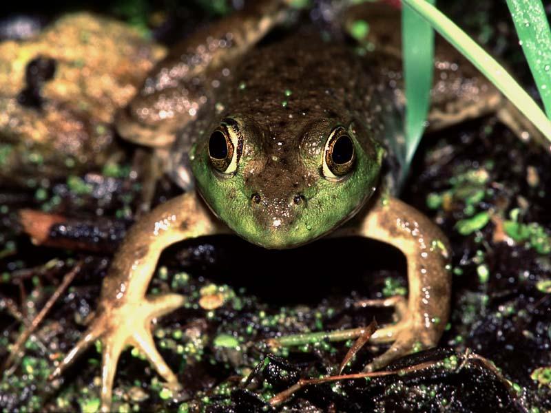 1ws- Frog1.jpg
