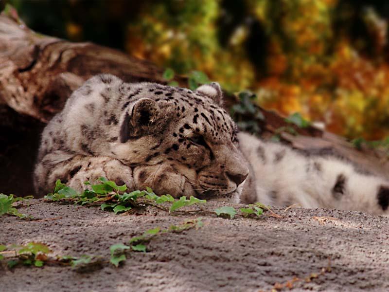 1ws- Snow Leopard.jpg